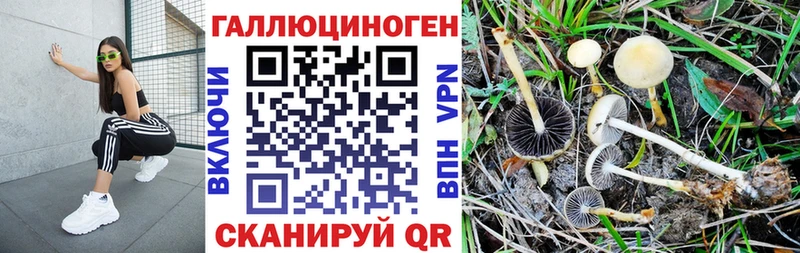 Галлюциногенные грибы GOLDEN TEACHER  купить наркоту  Новочеркасск 